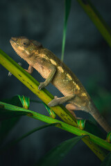 chameleon on a branch - endormi - La Réunion