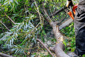 A tree at work up a tree is cutting a tree branch using a chainsaw on fallen tree after storm