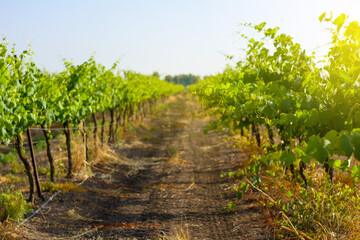 Fototapeta na wymiar young grape plantations at golden hour daylight