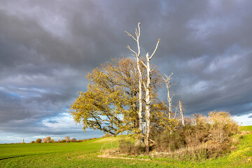 Gewitter, Baum