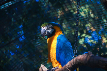 blue and yellow macaw
