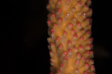 Egg-sperm bundles before spawning of Acropora muricata