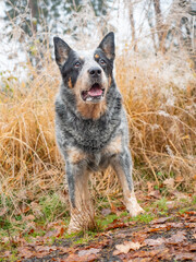 Naklejka na ściany i meble Fall portrait of Australian cattle dog. Muscle gray dog in morning forest. Sharp adult dog is listenning 