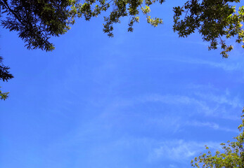 Blue sky with green leaves. Blue sky background with cloud particles