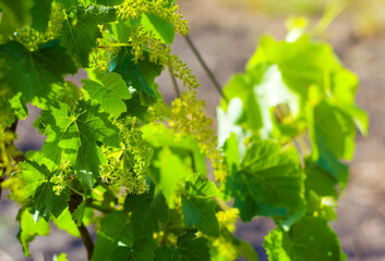 Close up selective focus grape tree in bloom at sunlight