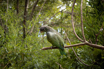 a parrot camouflaging