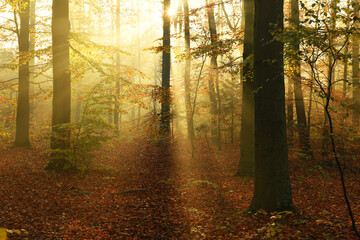 Beautiful autumn morning in the forest