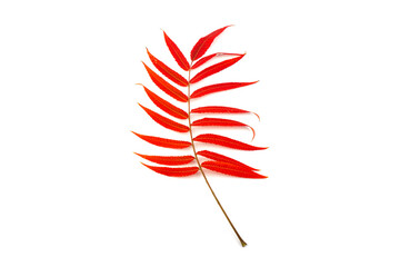 Red, green and yellow leaves of smoouth sumac isolated on white background. Autmn concept. Space for text