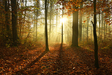 Beautiful autumn morning in the forest