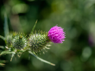 Pink thistle flower in bloom