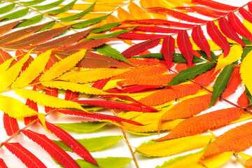 Red, green and yellow leaves of smoouth sumac isolated on white background. Autmn concept. Space for text