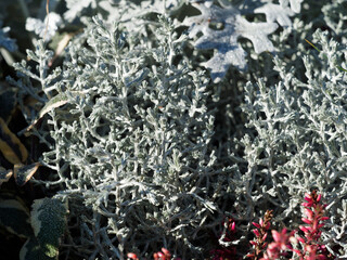 (Calocephallus ou leucophyta brownii) Calocéphale, leucophyte de Brown ou coussin argenté, buisson aux fines branches soyeuses et feuillage doux, écailleux gris-vert d'aspect enchevêtré