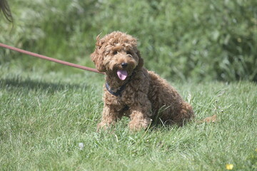 Red cockapoo puppy playing in field of wild flowers