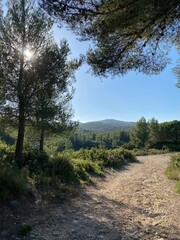 path in the woods