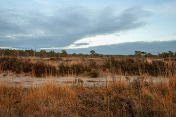 clouds over swamp
