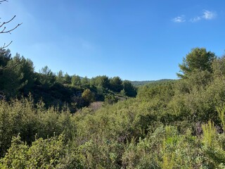 Obraz premium forest and sky