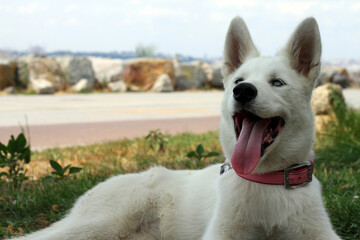 white husky © Janmayra