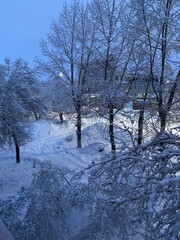 the branches were covered with snow