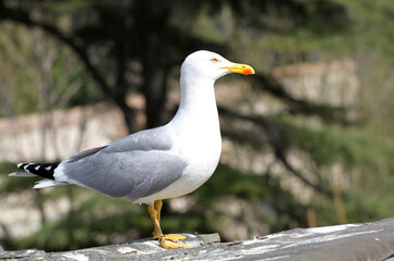 seagull clipping path