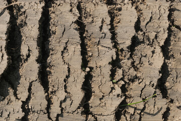 Cracked, dry mud texture. Detailed surface of land suffering from drought. 