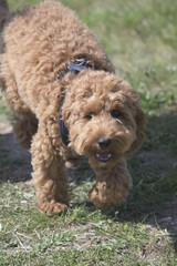 Red cockapoo on a walk
