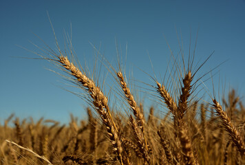 Golden wheatears almost ready for harvesting against a blue summer sky