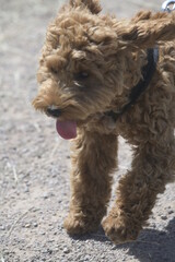 Red cockapoo on a walk