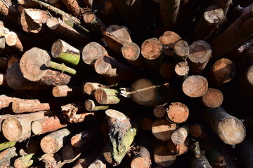 Piled pine tree logs in forest. Stacks of cut wood. Wood logs, timber logging, industrial destruction. Forests illegal Disappearing. Environmetal concept, illegal deforestation.