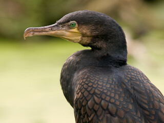 Kormoran, (Phalacrocorax carbo), Schwimmtaucher, sitzt in der Sonne.
