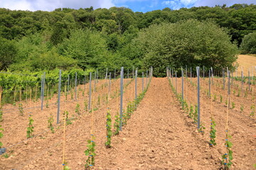 Fototapeta na wymiar Young plantation of a well-groomed vineyard at the beginning of flowering. Rows of young vineyards on a spring day