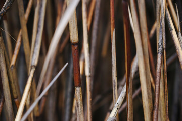 Dry autumn reeds. Reed texture