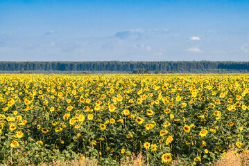 Common Sunflower (Helianthus annuus) in field, Tambov region, Russia
