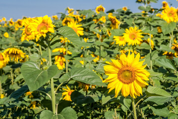 Common Sunflower (Helianthus annuus) in field, Tambov region, Russia
