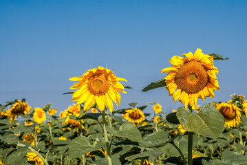 Common Sunflower (Helianthus annuus) in field, Tambov region, Russia