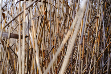 Dry autumn reeds. Reed texture