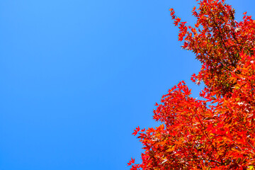 【東京都 奥多摩】鳩ノ巣渓谷の紅葉