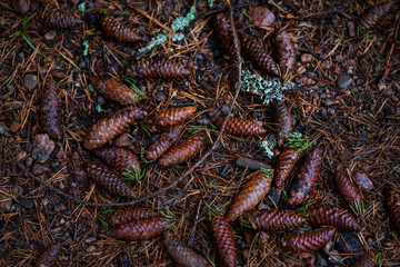 Texture of forest land with pine needles and spruce cones