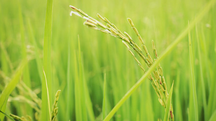Close up rice grain in rice field 