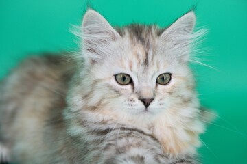 Siberian cat on green backgrounds