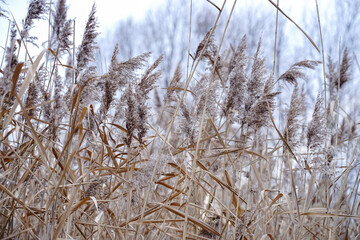 Fototapeta premium Dry autumn reeds. Reed texture