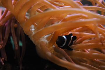 A little Black Clown Fish in the soft coral