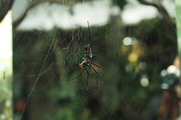 A creepy spider is spinning a web in the rainforest.