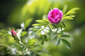 Pink flower on a background of green leaves. Blurred background, selective focus.