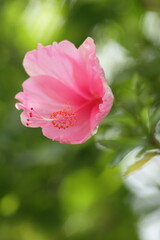 Delicate pink flower on a green background. Selective focus. Blurred background.