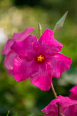 Purple dipladenia flower in greenhouse. Flowering plant in garden. Closeup, vertical shot. Nature or botany concept