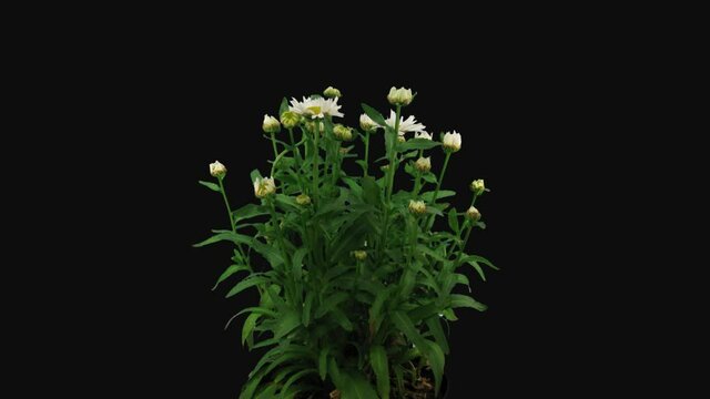 Time-lapse of growing and opening Daisy flowers (Matricaria chamomilla, wild chamomile or scented mayweed) 6b1 in PNG+ format with ALPHA transparency channel isolated on black background