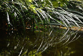 The beautifully mirroring the green bushes on the water surface in Sapporo Japan