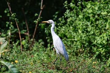 A white Heron walks on the grass. India