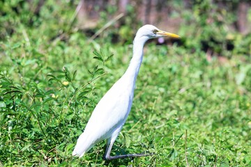 A white Heron walks on the grass. India