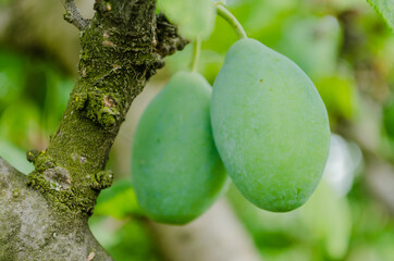 Green unripe fruits of blue plum, Novi Sad, Serbia 